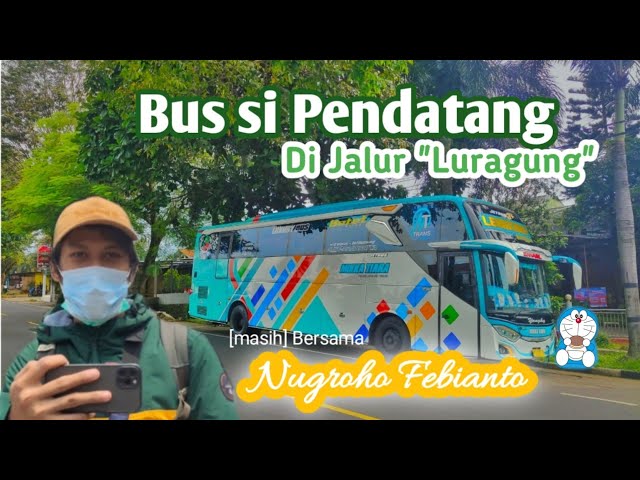 SI PENDATANG DI JALUR KUNINGAN • BUS MIKKA TIARA with NUGROHO FEBIANTO class=