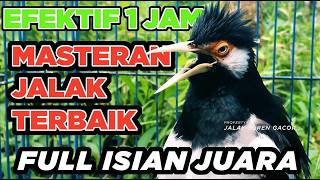 Burung Jalak Suren Malaysia Gacor Full Isian Tembakan Mewah Cililin Tengkek