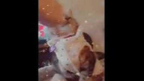 When that catnip hits you hard FUNNY CAT VIDEO