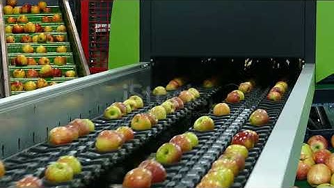 Apples sorted by the machine on conveyor in a fruit packing warehouse