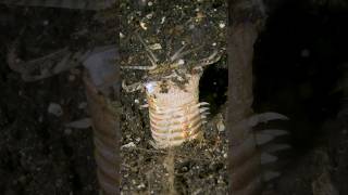 Terrifying Worm Found on Ocean Floor!