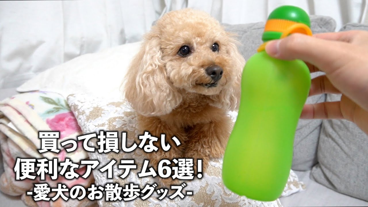 お散歩に便利な犬グッズ6選 急なお出かけでも重宝する愛用品 ミニチュアプードルのわこ Youtube
