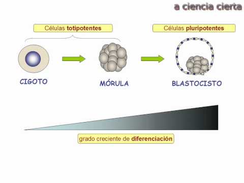 Vídeo: Diferencia Entre Blefaritis Y Orzuelo