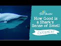 Shark Senses Experiment Quiz