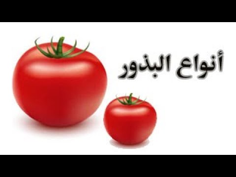 أنواع البذور هجين محمي هجين مكشوف عادي ورقيات   