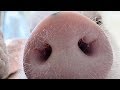 Baby pigs  funny and cute baby pigs compilation 2019