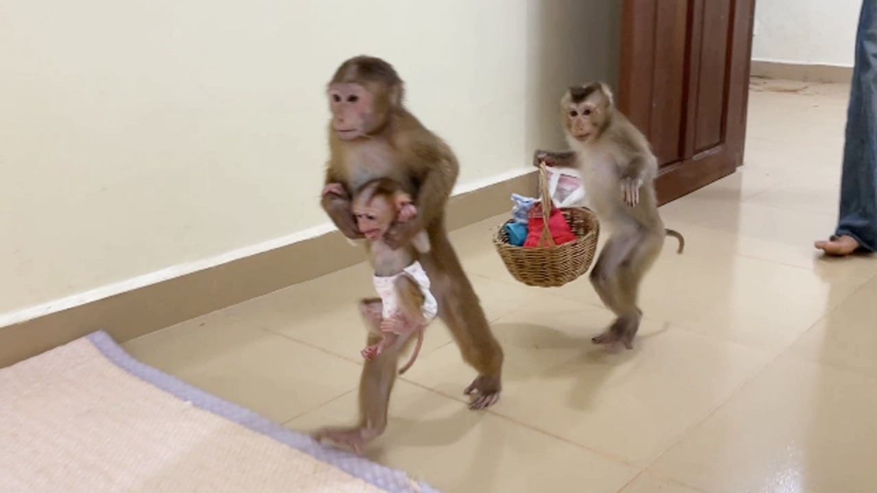 Chichi Carry Selena & Linda Carry All Staffs Both Workhard In Early Morning