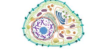 Fluorescent sensors to see inside cells