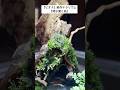 【新作テラリウム】高橋店長の新作テラリウム『清水湧く地』 #shorts  #shortvideo  #テラリウム  #terrarium