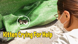 I Rescued an Abandoned Kitten Crying for Survival at the construction site