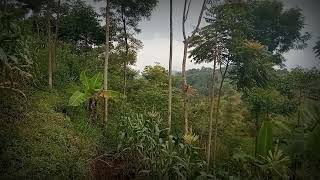 Tak Tong Tong Instrumen Lagu Minang Sumatera Barat