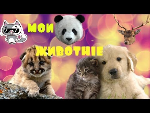 Видео: мои животные
