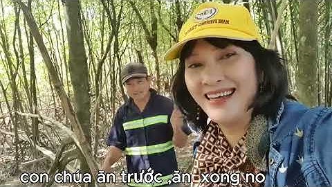 Cầu tre xuyên rừng xem khỉ tại Cù Lao Dung, Sóc Trăng