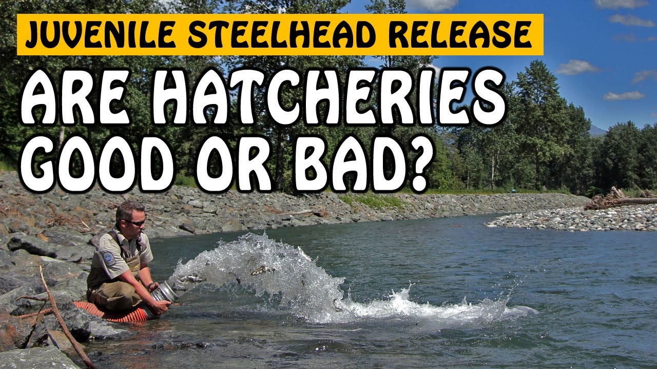 Releasing 125,000 Juvenile Steelhead! Are Hatcheries Good or Bad?