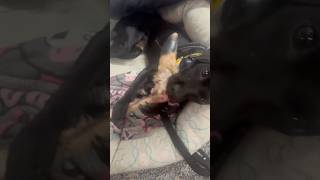 Pimmie The Patterdale Terrier Enjoying A Deer Leg, Her Favorite Treat