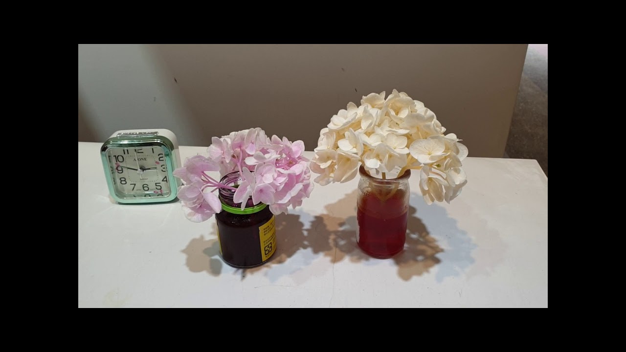 繡球花染色過程 Youtube