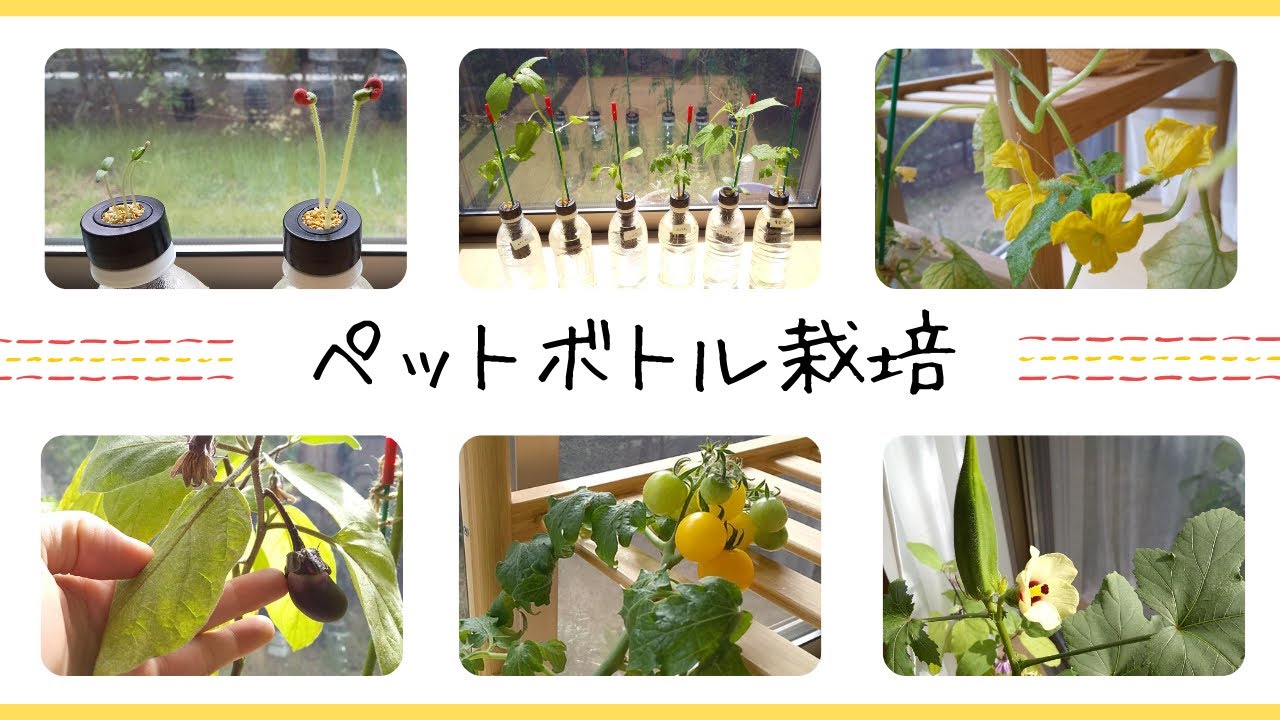 ペットボトル栽培 ペットマトで6種類の野菜を育ててみた ミニトマト 黄金トマト ミニキュウリ オクラ ピーマン ミニナス Youtube