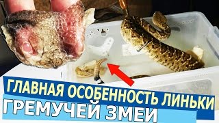 ЧТО ОСОБЕННОГО В ЛИНЬКЕ ГРЕМУЧЕЙ ЗМЕИ? Куда девается погремушка? ЧТО ОСОБЕННОГО В ЛИНЬКЕ ГРЕМУЧЕЙ ЗМЕИ? Куда девается погремушка?