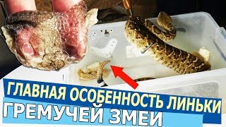 ЧТО ОСОБЕННОГО В ЛИНЬКЕ ГРЕМУЧЕЙ ЗМЕИ? Куда девается погремушка?