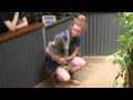 Koala-Video so cute