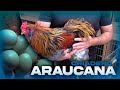 Visita al Criadero de ARAUCANA de Erickson Padilla | ARAUCANA Perú