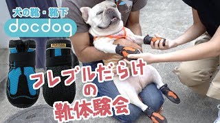 【初体験】こうめさん犬の靴に大いに戸惑う