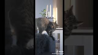 She has a ✨cattitude✨ problem😌 #cat #crazycat #weird