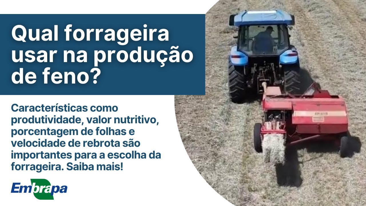 Qual forrageira usar na produção de feno?