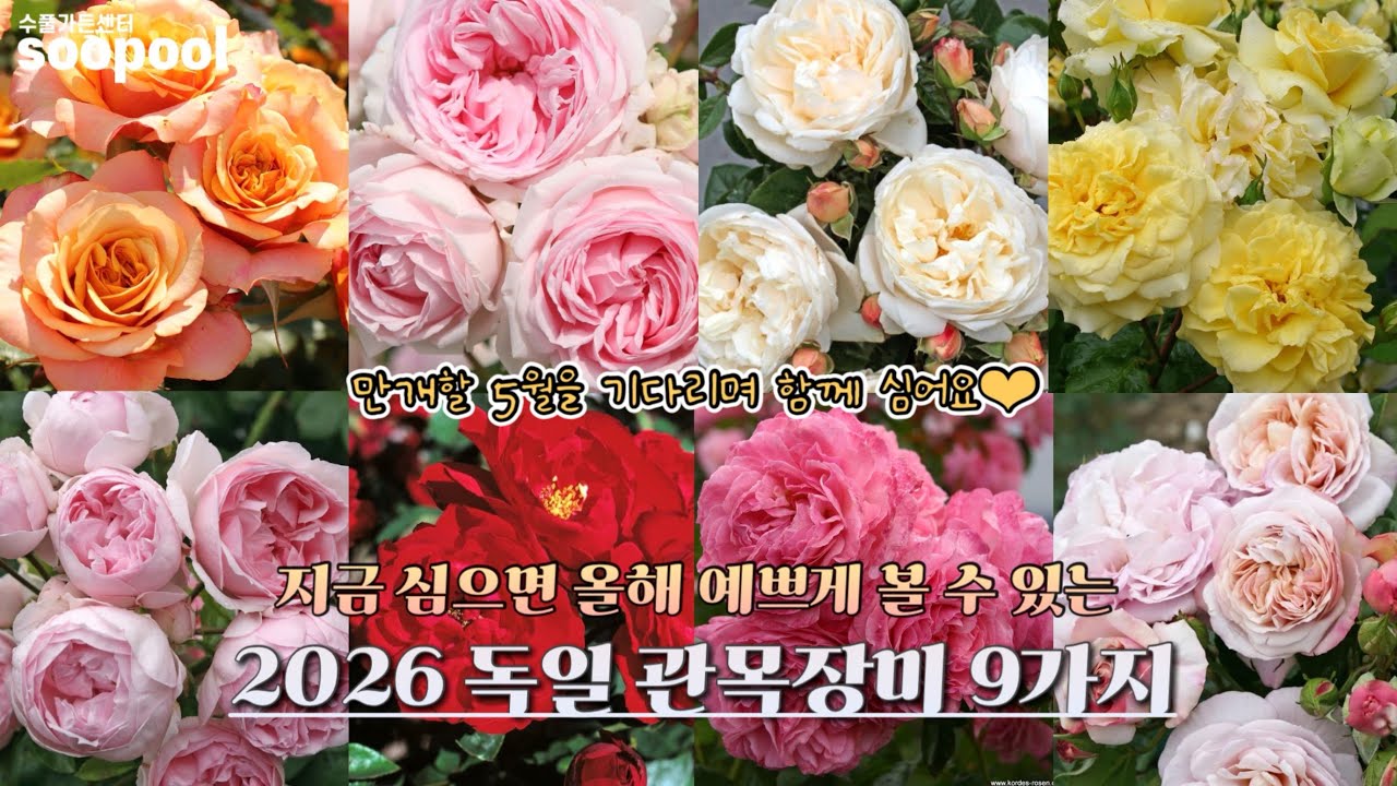한눈에 반해버린 사계관목장미 9가지! 수풀과 함께 구경해요🧡 유럽땅장미를 소개합니다!