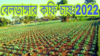 Beldanga coffee Chas 2022 বেলডাঙ্গার কফি চাষ 2022