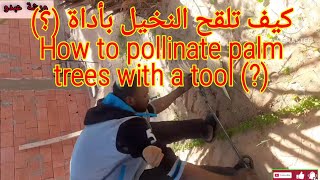 كيفية عمل اداة ليتلقيح النخيل (؟) How to make a tool to pollinate palm trees ()