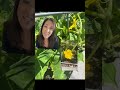 Cucumber Recall n My Garden #garden #fdarecall #mybackyardgarden #organicgardening