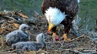 Decorah Eagles - North Nest 10.04.2024