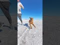 Golden Puppy meets the Salt Flats #bonnevillesaltflats #puppy