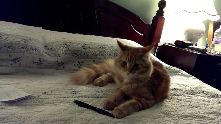 Video 9187071: norwegian forest cat kittens, cat male kitten, lazy cat, cat old