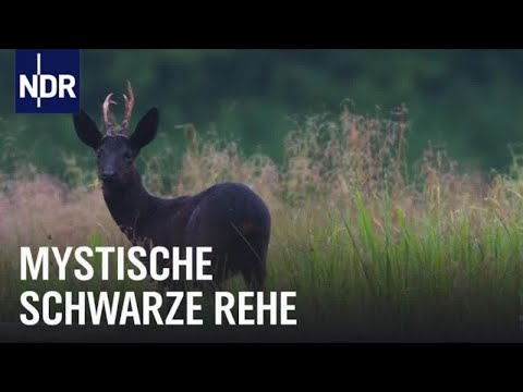 Schwarze Rehe in Niedersachsen | Die Nordreportage | NDR Doku