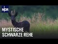 Schwarze rehe in niedersachsen  die nordreportage  ndr doku