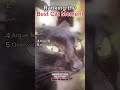 Ranking the Best Cat Moment OAT ❤️ 🐈 #cats #comedy #funny #ranking #catvideos #viral #shorts