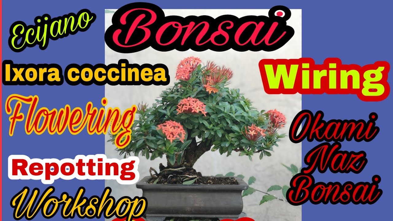 How to repot bonsai santan bonsai trees for beginners YouTube
