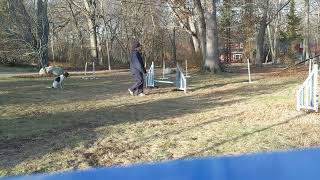 Gilda Advance Obstacle Commitment -Backsides- dogs position 12/27/22