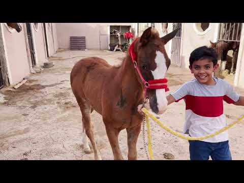 مفرحات للخيل🥕_إختلاف طبع الخيل فالميدان..وتجربه حليب الخيل🥛