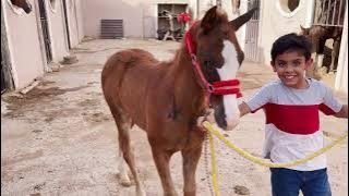 مفرحات للخيل🥕_إختلاف طبع الخيل فالميدان..وتجربه حليب الخيل🥛