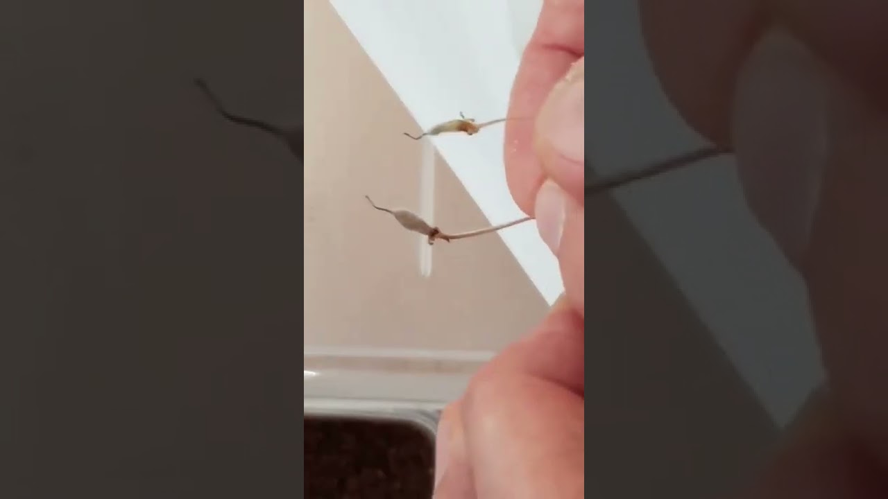 Basic Hybridising   Part 2 - Maturing African Violets Seedpods & Sowing Seeds