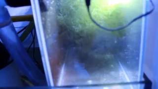 Red Sea Reefer 350 Modified Sump Refugium Growth Youtube Red Sea Reefer 350 Modified Sump Refugium Growth Youtube