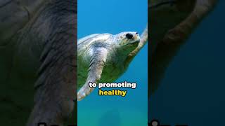 Swimming with Giants: A Close Encounter with Majestic Sea Turtles