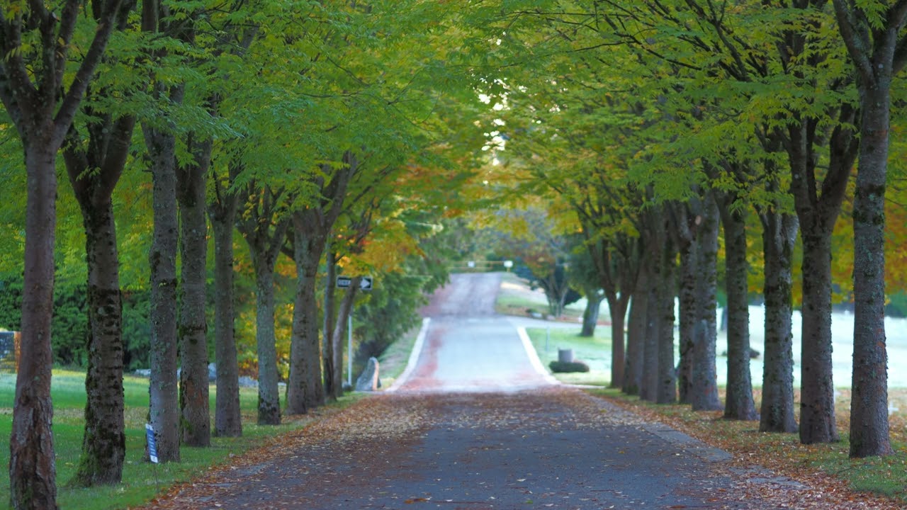 2022 11 14 CAPILANO VIEW CEMETARY ‐ Clipchampで作成