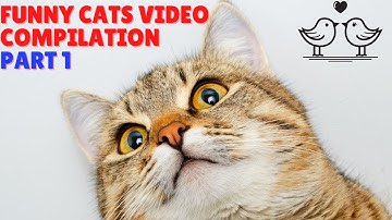 Funny Cats Video Compilation 😹 - Funny Cats Compilation (Most Popular) 😂 Part 1