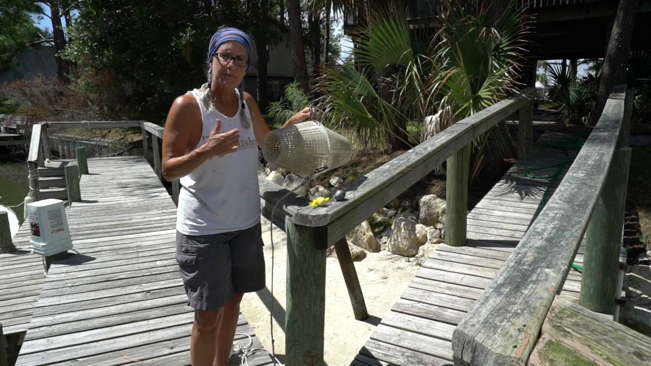 Shrimp Trap? YouTube