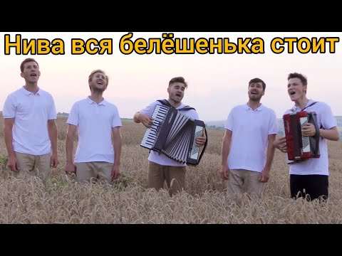 Нива вся белёшенька