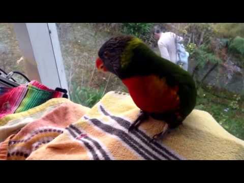 Lip Lip the rainbow lorikeet tries to catch the attention of one of his humans by saying his name